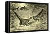 Pheasants Austria 1891-null-Framed Stretched Canvas