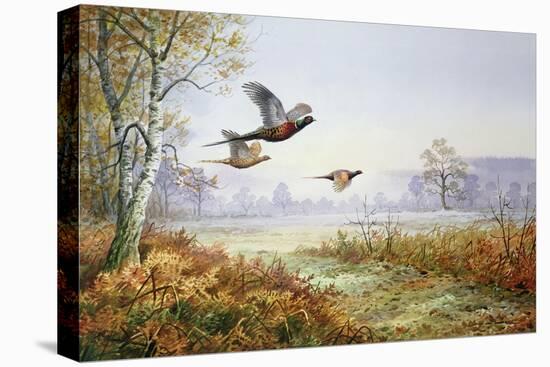 Pheasants in Flight-Carl Donner-Stretched Canvas