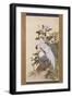 Pheasants, Rock and Flowers-Nakabayashi Chikkei-Framed Giclee Print
