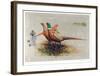 Pheasants-Allan Mardon-Framed Limited Edition