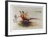 Pheasants-Allan Mardon-Framed Limited Edition