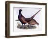 Pheasants-Prideaux John Selby-Framed Giclee Print