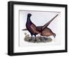 Pheasants-Prideaux John Selby-Framed Giclee Print