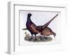 Pheasants-Prideaux John Selby-Framed Giclee Print