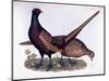 Pheasants-Prideaux John Selby-Mounted Giclee Print