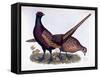 Pheasants-Prideaux John Selby-Framed Stretched Canvas