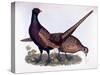 Pheasants-Prideaux John Selby-Stretched Canvas