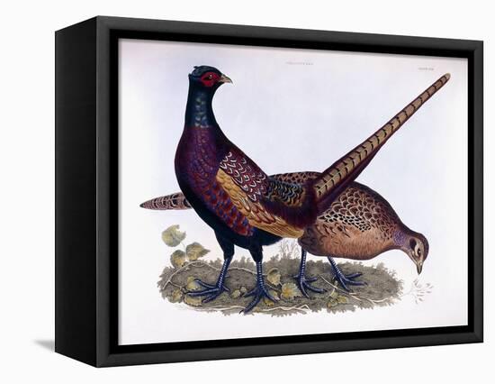 Pheasants-Prideaux John Selby-Framed Stretched Canvas