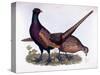 Pheasants-Prideaux John Selby-Stretched Canvas