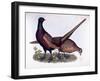 Pheasants-Prideaux John Selby-Framed Giclee Print