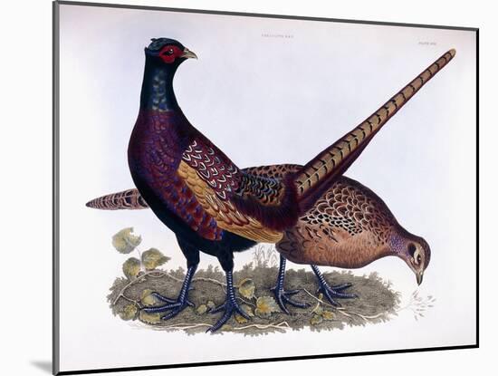 Pheasants-Prideaux John Selby-Mounted Giclee Print