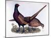 Pheasants-Prideaux John Selby-Mounted Giclee Print