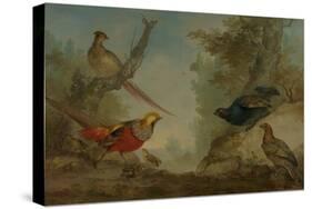 Pheasants-Aert Schouman-Stretched Canvas