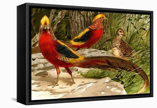 Pheasants-F.W. Kuhnert-Framed Stretched Canvas