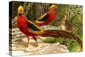 Pheasants-F.W. Kuhnert-Stretched Canvas