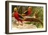 Pheasants-F.W. Kuhnert-Framed Art Print