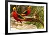 Pheasants-F.W. Kuhnert-Framed Premium Giclee Print