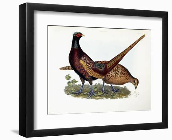 Pheasants-Prideaux John Selby-Framed Giclee Print