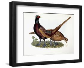 Pheasants-Prideaux John Selby-Framed Giclee Print