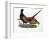 Pheasants-Prideaux John Selby-Framed Giclee Print