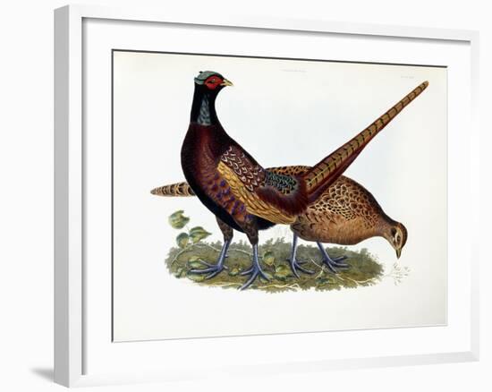 Pheasants-Prideaux John Selby-Framed Giclee Print