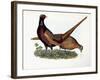 Pheasants-Prideaux John Selby-Framed Giclee Print