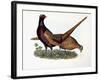 Pheasants-Prideaux John Selby-Framed Giclee Print