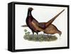 Pheasants-Prideaux John Selby-Framed Stretched Canvas