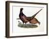 Pheasants-Prideaux John Selby-Framed Giclee Print