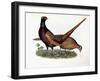 Pheasants-Prideaux John Selby-Framed Giclee Print