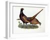 Pheasants-Prideaux John Selby-Framed Giclee Print