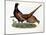 Pheasants-Prideaux John Selby-Mounted Giclee Print