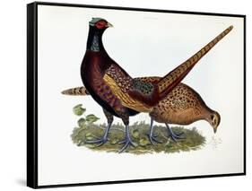Pheasants-Prideaux John Selby-Framed Stretched Canvas