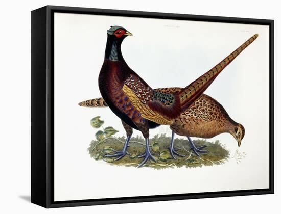 Pheasants-Prideaux John Selby-Framed Stretched Canvas