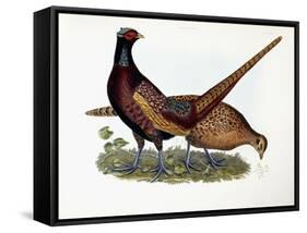 Pheasants-Prideaux John Selby-Framed Stretched Canvas