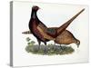 Pheasants-Prideaux John Selby-Stretched Canvas