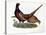 Pheasants-Prideaux John Selby-Stretched Canvas