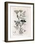 Phellandrium Aquatium - Fine-Leaved Water Hemlock, Phellandrium Aquatium. Handcoloured Copperplate-James Sowerby-Framed Giclee Print