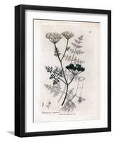 Phellandrium Aquatium - Fine-Leaved Water Hemlock, Phellandrium Aquatium. Handcoloured Copperplate-James Sowerby-Framed Giclee Print