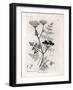 Phellandrium Aquatium - Fine-Leaved Water Hemlock, Phellandrium Aquatium. Handcoloured Copperplate-James Sowerby-Framed Giclee Print