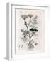 Phellandrium Aquatium - Fine-Leaved Water Hemlock, Phellandrium Aquatium. Handcoloured Copperplate-James Sowerby-Framed Giclee Print