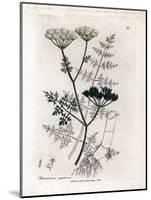 Phellandrium Aquatium - Fine-Leaved Water Hemlock, Phellandrium Aquatium. Handcoloured Copperplate-James Sowerby-Mounted Giclee Print