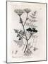 Phellandrium Aquatium - Fine-Leaved Water Hemlock, Phellandrium Aquatium. Handcoloured Copperplate-James Sowerby-Mounted Giclee Print