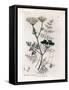 Phellandrium Aquatium - Fine-Leaved Water Hemlock, Phellandrium Aquatium. Handcoloured Copperplate-James Sowerby-Framed Stretched Canvas