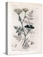 Phellandrium Aquatium - Fine-Leaved Water Hemlock, Phellandrium Aquatium. Handcoloured Copperplate-James Sowerby-Stretched Canvas