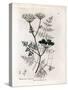 Phellandrium Aquatium - Fine-Leaved Water Hemlock, Phellandrium Aquatium. Handcoloured Copperplate-James Sowerby-Stretched Canvas