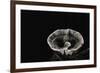 Phellodon Melaleucus (Grey Tooth)-Paul Starosta-Framed Photographic Print