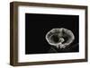 Phellodon Melaleucus (Grey Tooth)-Paul Starosta-Framed Photographic Print