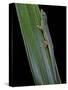 Phelsuma Cepediana (Blue-Tailed Day Gecko)-Paul Starosta-Stretched Canvas