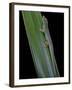 Phelsuma Cepediana (Blue-Tailed Day Gecko)-Paul Starosta-Framed Premium Photographic Print